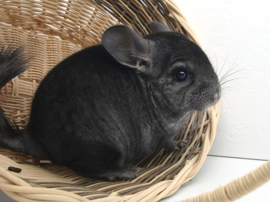 Review: Are Chinchillas Good Pets?
