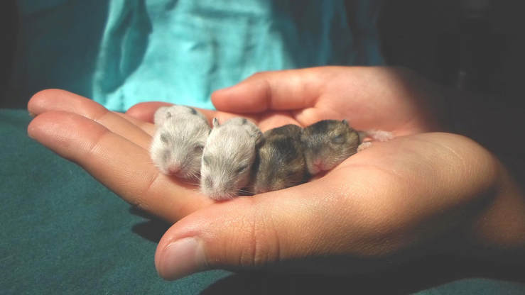 Where do Hamsters Originate?