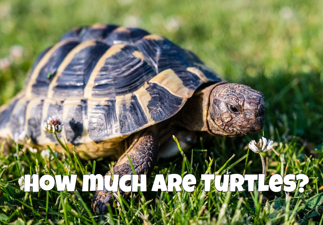 How Much Are Turtles?