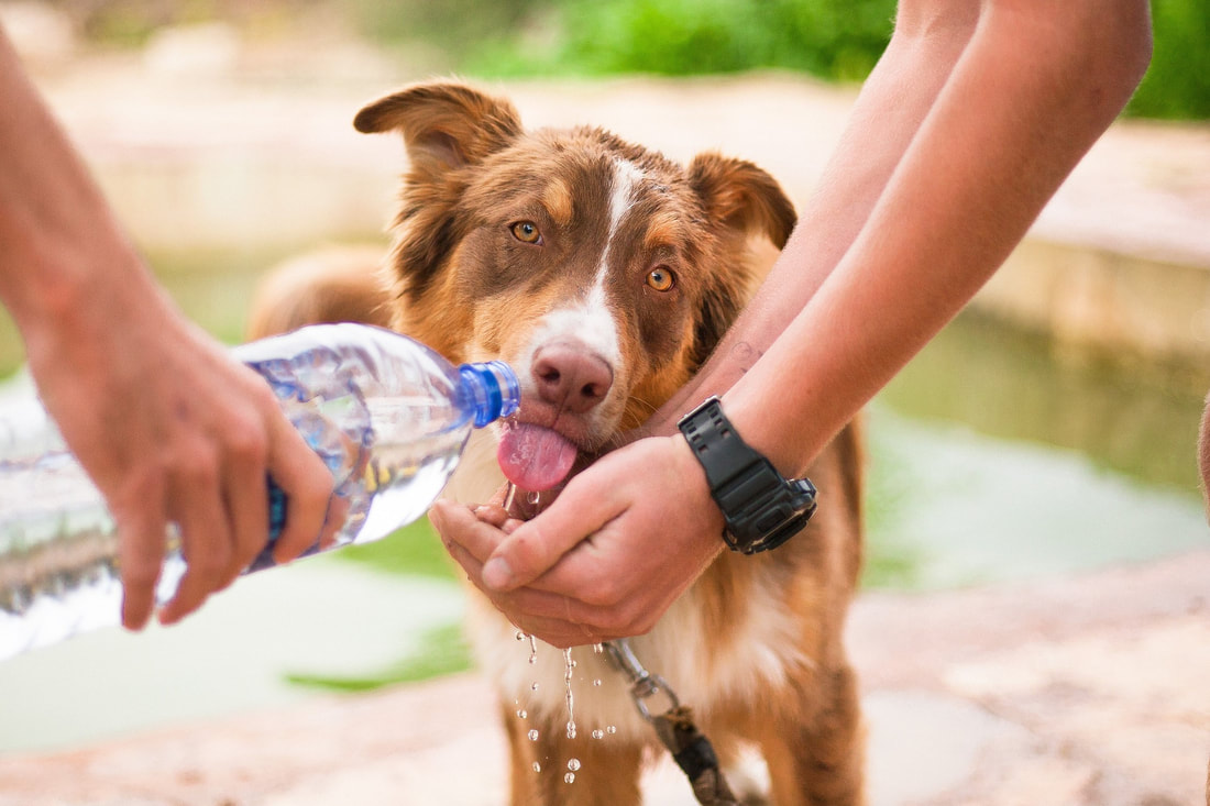 How to Keep Your Dog Cool in the Summer