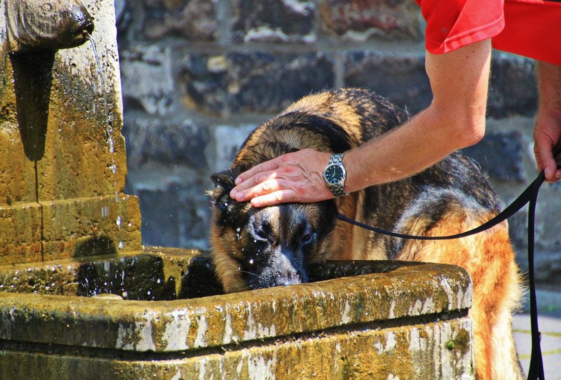 How to Keep Your Dog Cool in the Summer