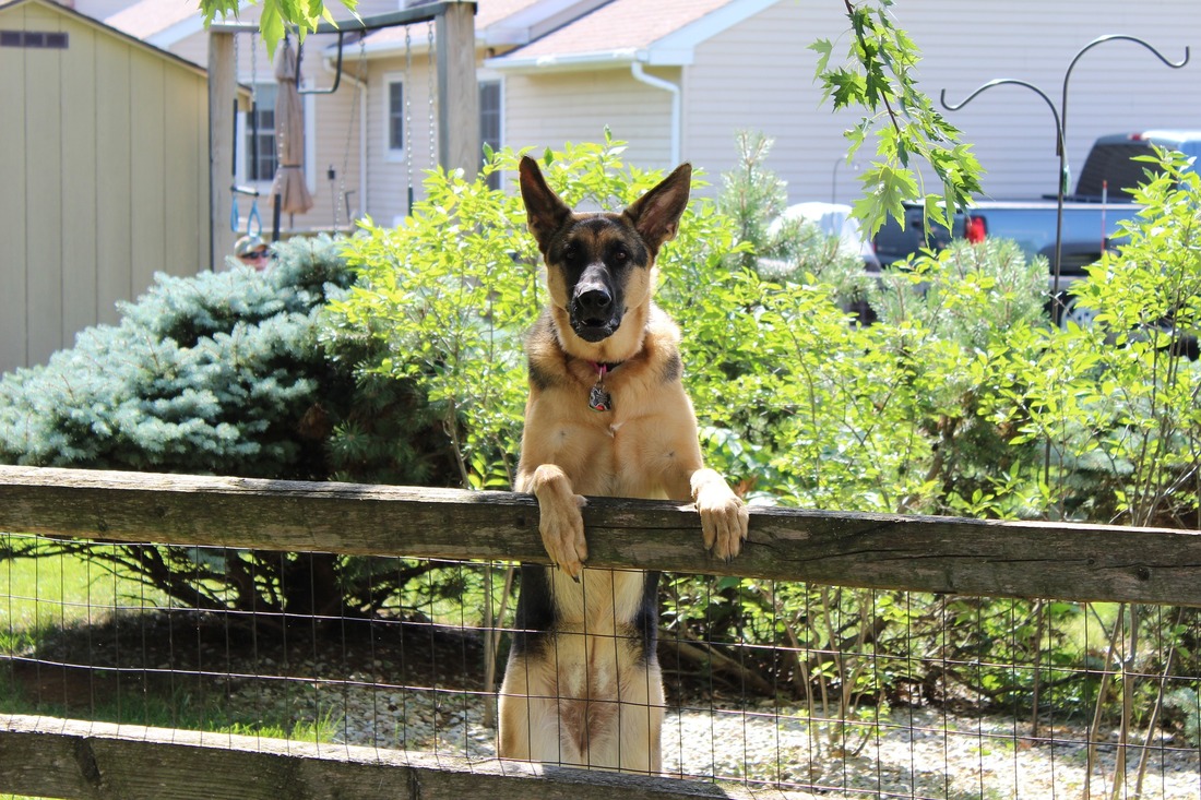 how to stop a dog from jumping fence