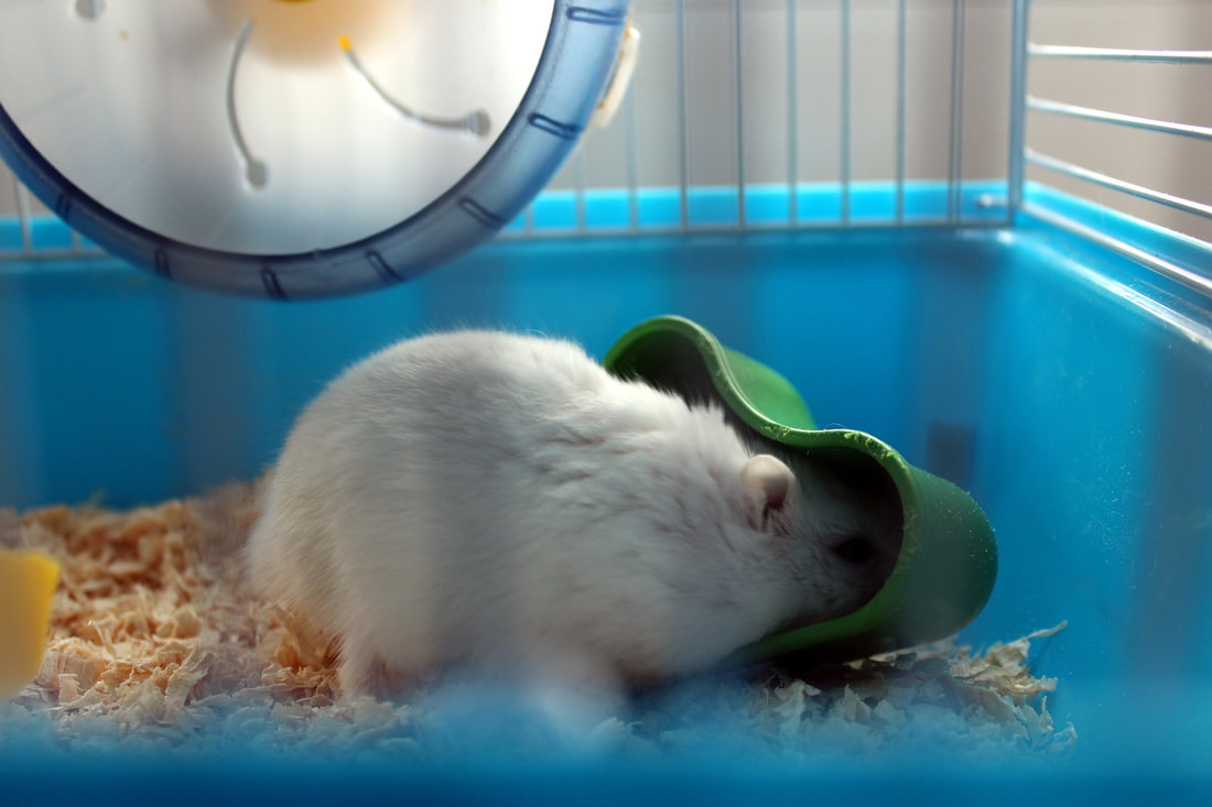 Where do Hamsters Originate?